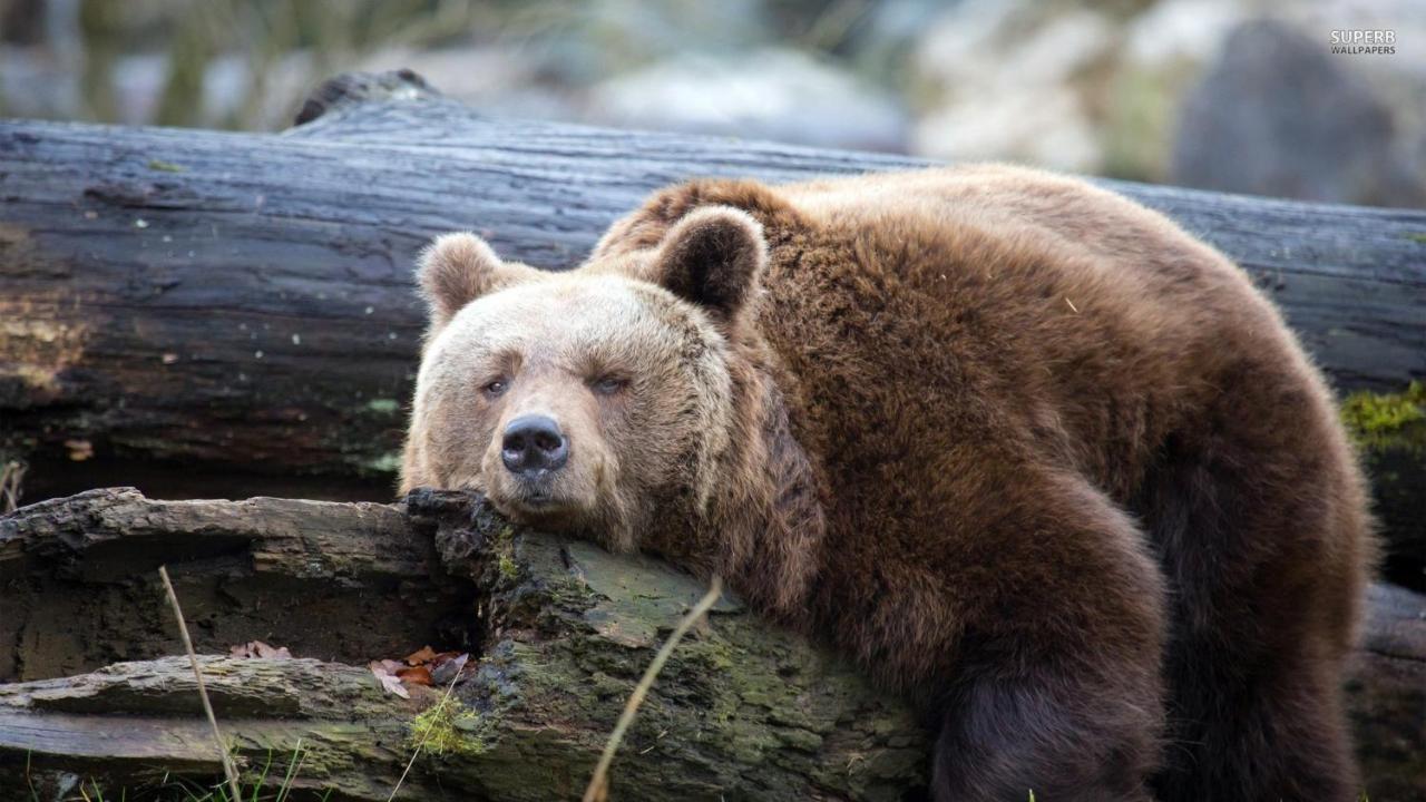 Lazy Bear Hotel Jezerce Eksteriør billede